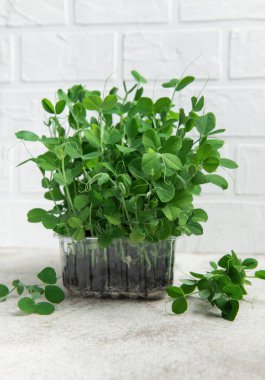 Mutfak masasındaki plastik kabın içinde büyüyen taze mikroyeşiller, sağlıklı beslenme konsepti.