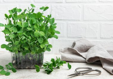 Mutfak masasında şeffaf plastik bir kabın içinde büyüyen taze, canlı bezelye mikroyeşillikleri. Makasla biçilmeye hazır.