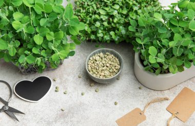 Kaplarda büyüyen mikroçim ve bezelye tohumları, bahçıvanlık araçları ve gri arka planda boş etiketlerle sergileniyor