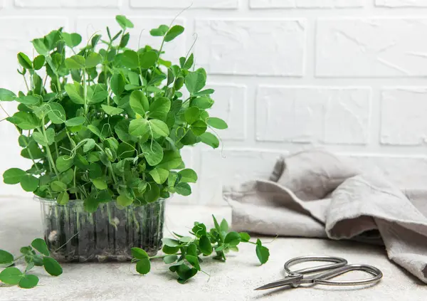 Mutfak masasında şeffaf plastik bir kabın içinde büyüyen taze, canlı bezelye mikroyeşillikleri. Makasla biçilmeye hazır.