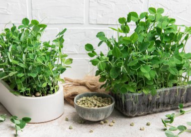 Mutfak masasındaki çömleklerde büyüyen taze mikroçerezler, yakınlarda bir kase kuru tohum, sağlıklı beslenmeyi ve evde bahçıvanlığı teşvik ediyor.