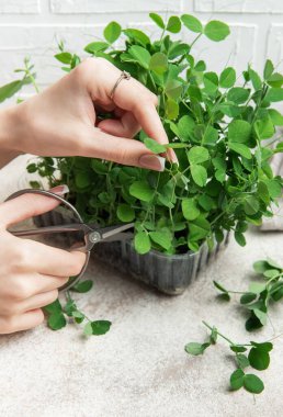 Kapalı mekanda makasla bezelye filizlerini buduyorum.