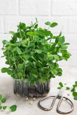 Plastik kabın içinde büyüyen bezelye ve makas mikroçipleri hasat için hazır.