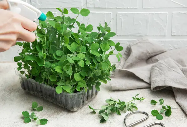 Plastik kabın içinde büyüyen bezelye mikroçayırlarına su püskürten bahçıvanı kapatın.