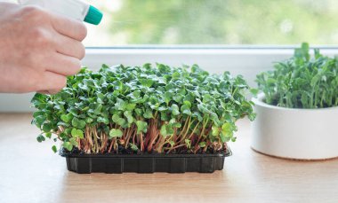 Bahçıvanın pencerenin kenarındaki konteynerlerde büyüyen taze mikro yeşilliklere su püskürtmesini kapatın.