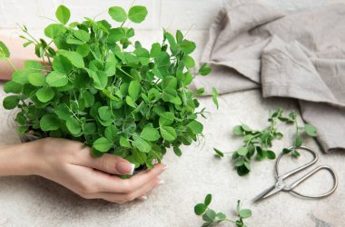 Şefin elinde taze bezelye mikroçim var. Sağlıklı bir tarifte kullanılmaya hazır.