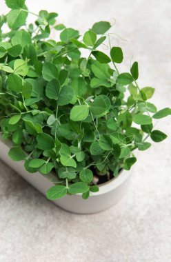 Küçük bir tencerede büyüyen canlı bezelye mikro yeşilliklerini kapatın. Her türlü yemeğe sağlıklı ve lezzetli bir katkı sağlayın.