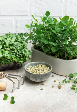 Açık arkaplanda turp ve bezelye filizleri, tohumlar ve bahçe aletleriyle mikroçim yetiştirme seti