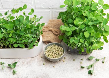 Ev yapımı bezelye mikroçerezleri tencerede yetişiyor ve beyaz tuğla bir duvara karşı bir kasede kurumuş tohumlar var.