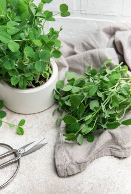 Taze mikroyeşiller, özellikle bezelye filizleri, bir mutfak havlusunda sergileniyor, kullanıma hazır, bezelye filizleri ve budama makası yanında.