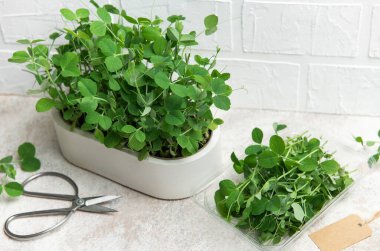 Taze bezelye mikroçerezleri beyaz bir tencerede yetişiyor ve plastik bir kabın içinde toplanıyor sağlıklı beslenmeyi ve kentsel tarımı teşvik ediyor.