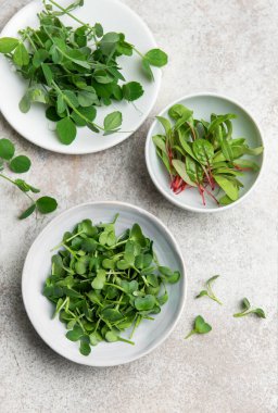 Turp, bezelye ve brokoli mikroçipleri gri arka planda küçük kaselerde yetişiyor.