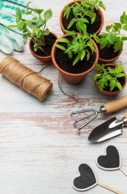 Bahçe aletleri, terasotta tencereleri, eldivenler ve genç bitkiler kırsal beyaz ahşap bir masa üzerinde, ekime hazır.