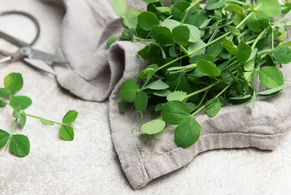 Taze, canlı bezelye filizleri gri keten bir kumaş üzerinde sunuluyor, yanında da mutfak için hazır makas var.