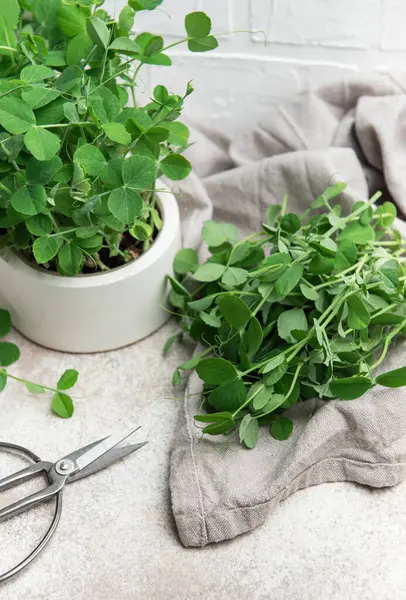 Taze mikroyeşiller, özellikle bezelye filizleri, bir mutfak havlusunda sergileniyor, kullanıma hazır, bezelye filizleri ve budama makası yanında.