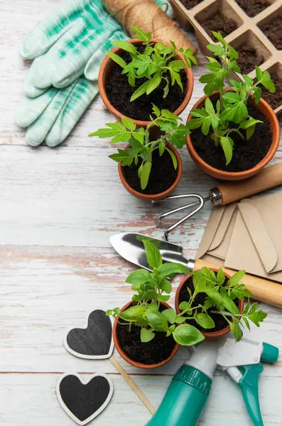 Bahçe aletleri, terasotta tencereleri, fidanlar, eldivenler ve tohum torbaları beyaz ahşap bir arka planda dizilmiş, bir bahar ekimi sahnesi yaratıyor