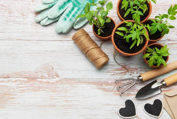 Bahçe aletleri, terasotta tencereleri, eldivenler ve genç bitkiler kırsal beyaz ahşap bir masa üzerinde, ekime hazır.