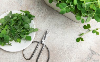 Taze yeşil bezelye gri arka planda makasla yiyeceğe eklenmeye hazır filizlenir.