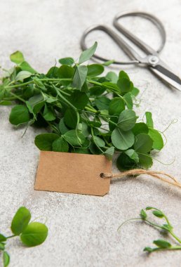 Boş etiket ve makaslı taze mikroyeşiller, çiftçi pazarında satılmaya hazır.