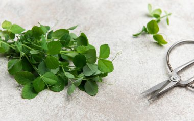 Taze bezelye desenli bir yüzeyde makasın yanında filizlenir.