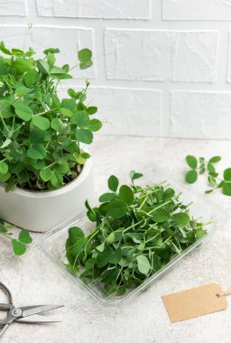 Taze bezelye mikroçerezleri beyaz bir tencerede yetişiyor ve plastik bir kabın içinde toplanıyor sağlıklı beslenmeyi ve kentsel tarımı teşvik ediyor.