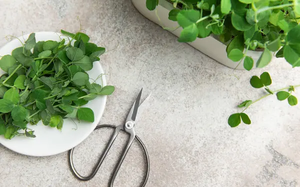 Taze yeşil bezelye gri arka planda makasla yiyeceğe eklenmeye hazır filizlenir.