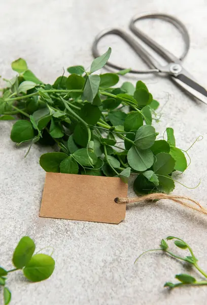 Boş etiket ve makaslı taze mikroyeşiller, çiftçi pazarında satılmaya hazır.
