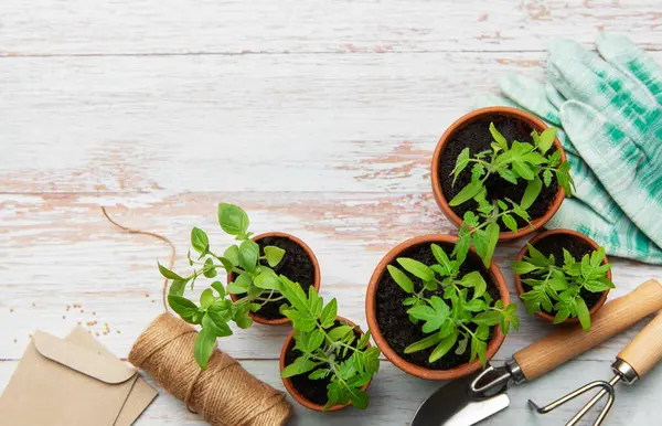 Bahçe aletleri, terasotta tencereleri, eldivenler ve genç bitkiler kırsal beyaz ahşap bir masa üzerinde, ekime hazır.