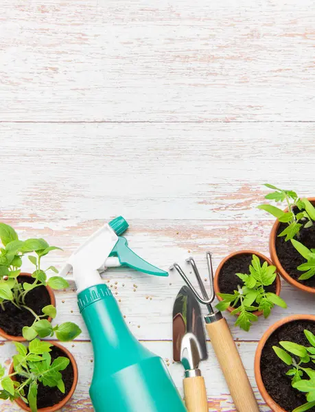 Bahçe aletleri, sprey şişesi ve domates fideleri kırsal beyaz ahşap bir masa üzerinde dizilmiş, bir bahar ekimi sahnesi yaratıyor.