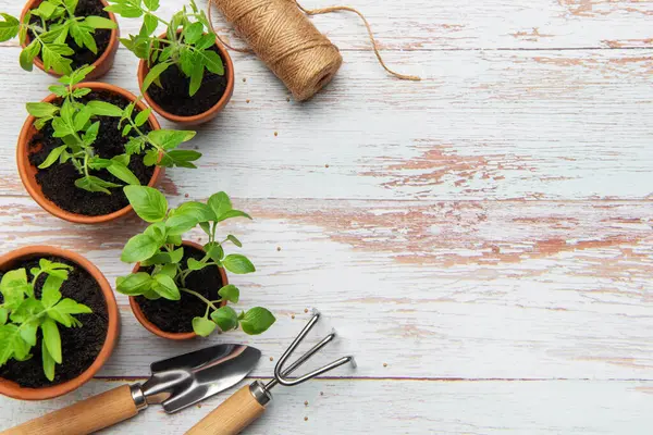 Terracotta saksılarında yetişen küçük fidanlar bahçe aletleri ve kırsal beyaz ahşap bir masa üzerinde sicim ekmeye hazırlar.
