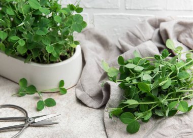 Taze mikroyeşiller, özellikle bezelye filizleri, bir mutfak havlusunda sergileniyor, kullanıma hazır, bezelye filizleri ve budama makası yanında.