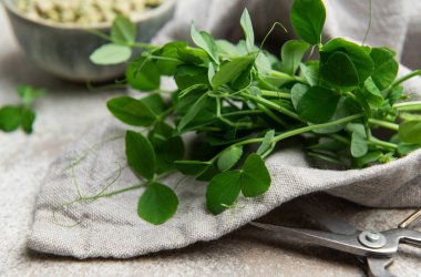 Taze, canlı bezelye filizleri, kurutulmuş bezelye ve makasın yanında kullanıma hazır bir mutfak havlusunda sergilenir.