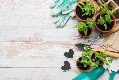Bahçe aletleri, terasotta tencereleri, fidanlar, eldivenler ve tohum torbaları beyaz ahşap bir arka planda dizilmiş, bir bahar ekimi sahnesi yaratıyor