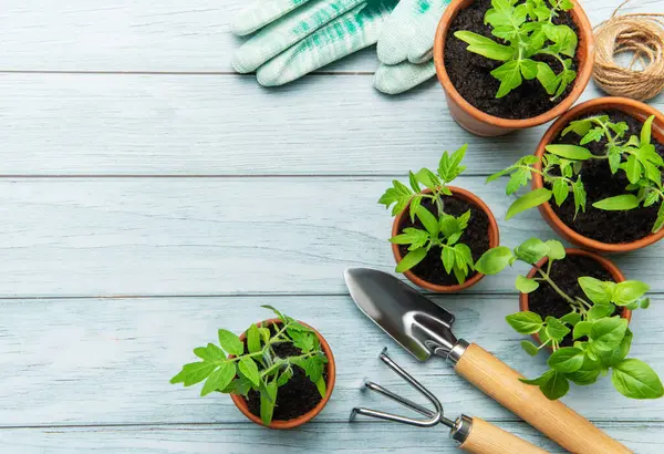 Terracotta saksılarında yetişen tohumlar, bahçe aletleri ve tohum torbaları ahşap bir masa üzerine dizilmiş, kentsel bahçıvanlığa hazır.