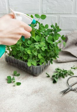 Plastik kabın içinde büyüyen bezelye mikroçayırlarına su püskürten bahçıvanı kapatın.