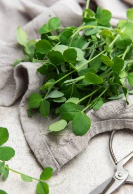 Taze, canlı bezelye filizleri keten bir kumaş üzerinde sergileniyor, yanında makas ile birlikte, mutfak kullanımına hazır.
