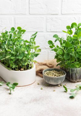 Ev yapımı bezelye mikroçerezleri tencerede yetişiyor ve beyaz tuğla bir duvara karşı bir kasede kurumuş tohumlar var.