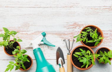 Bahçe aletleri, sprey şişesi ve domates fideleri kırsal beyaz ahşap bir masa üzerinde dizilmiş, bir bahar ekimi sahnesi yaratıyor.
