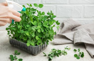 Plastik kabın içinde büyüyen bezelye mikroçayırlarına su püskürten bahçıvanı kapatın.