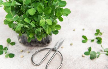 Plastik kabın içinde büyüyen bezelye ve makas mikroçipleri hasat için hazır.