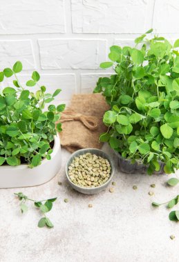 Ev yapımı bezelye mikroçerezleri tencerede yetişiyor ve beyaz tuğla bir duvara karşı bir kasede kurumuş tohumlar var.