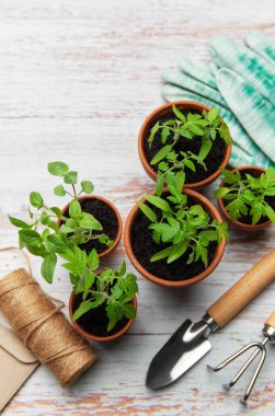 Bahçe aletleri, terasotta tencereleri, eldivenler ve genç bitkiler kırsal beyaz ahşap bir masa üzerinde, ekime hazır.