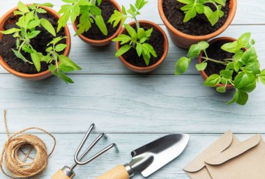 Terracotta saksılarında yetişen tohumlar, bahçe aletleri ve tohum torbaları ahşap bir masa üzerine dizilmiş, kentsel bahçıvanlığa hazır.