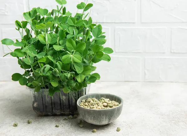 Mutfak masasındaki kurutulmuş bezelye çekirdeğinin yanında bir tencerede büyüyen mikroçerezler.