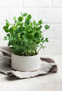 Mutfak tezgahında beyaz bir tencerede büyüyen mikro yeşiller ve beyaz tuğladan bir arka plan.