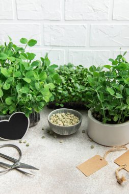 Kaplarda büyüyen mikroçim ve bezelye tohumları, bahçıvanlık araçları ve gri arka planda boş etiketlerle sergileniyor