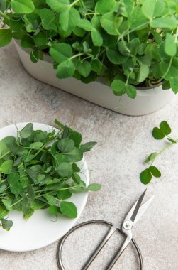 Taze yeşil bezelye gri arka planda makasla yiyeceğe eklenmeye hazır filizlenir.