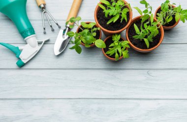 Bahçe aletleri ve kırsal beyaz ahşap bir masada dinlenen genç bitkiler, ekime hazır.