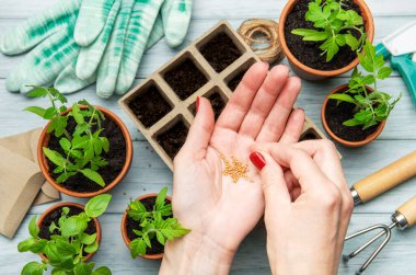 Bahçıvan elindeki tohumları tutarak, saksılara fidanlar ekmeye hazırlanıyor.