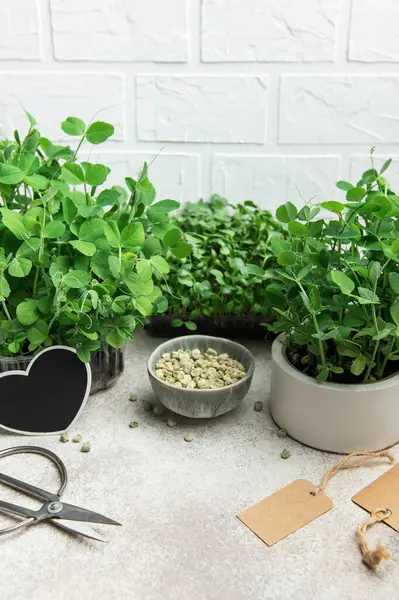 Kaplarda büyüyen mikroçim ve bezelye tohumları, bahçıvanlık araçları ve gri arka planda boş etiketlerle sergileniyor